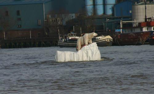 Polar Bear in Greenwich