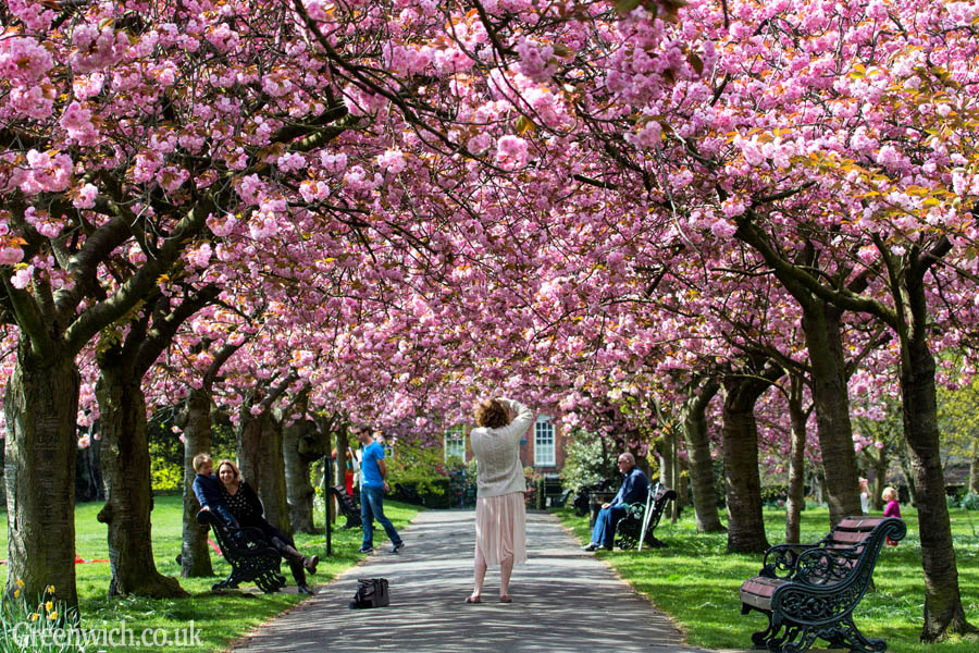 Greenwich Park Cherry Blossom | Greenwich Forum - Talk About Greenwich